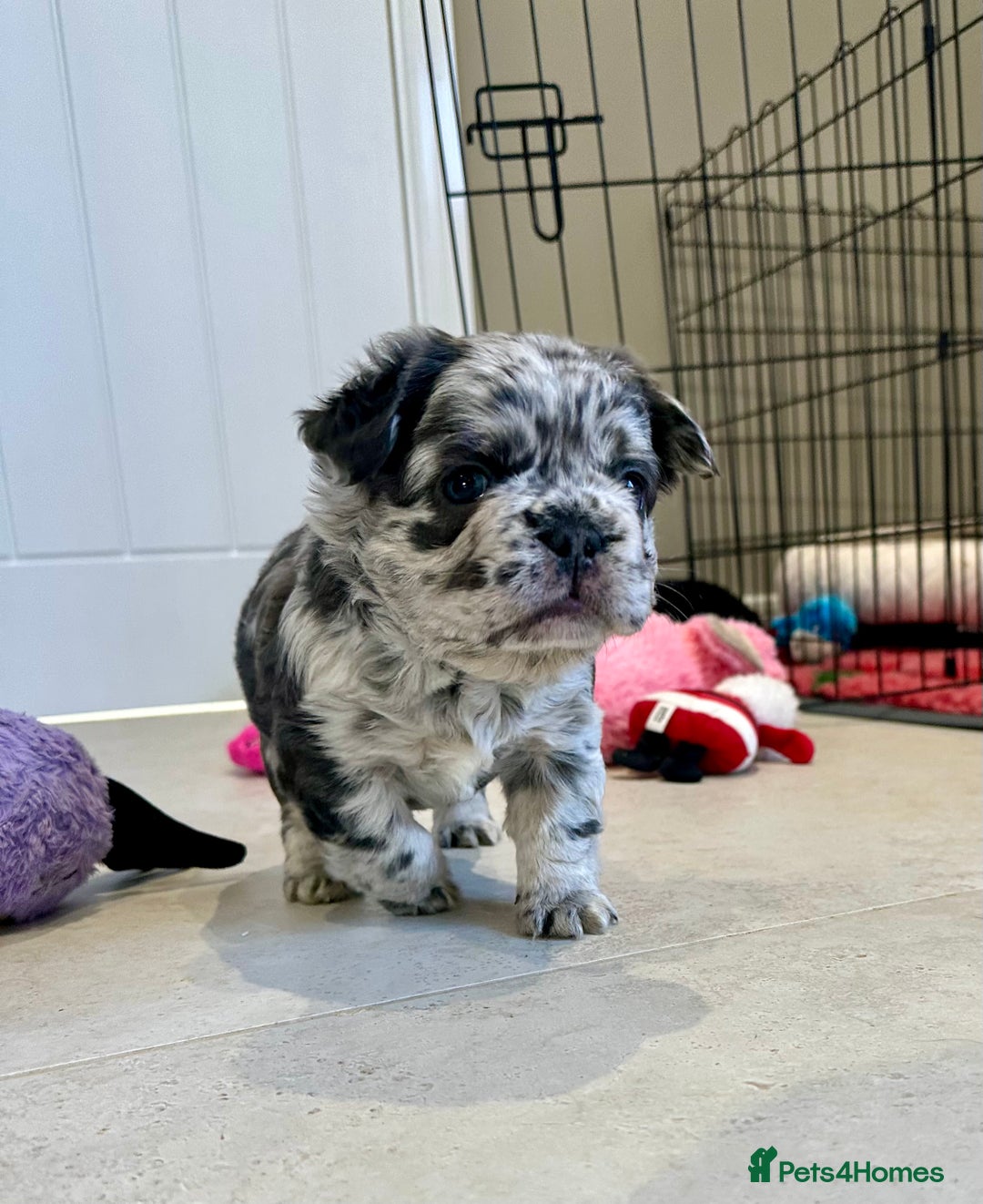 French Bulldog dogs for sale: Visual Fluffy French Bulldogs x 4 Male - Advert 35