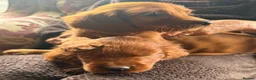 Irish Setter dogs for sale: TWO BOYS AVAILABLE READY TO LEAVE - Advert 4