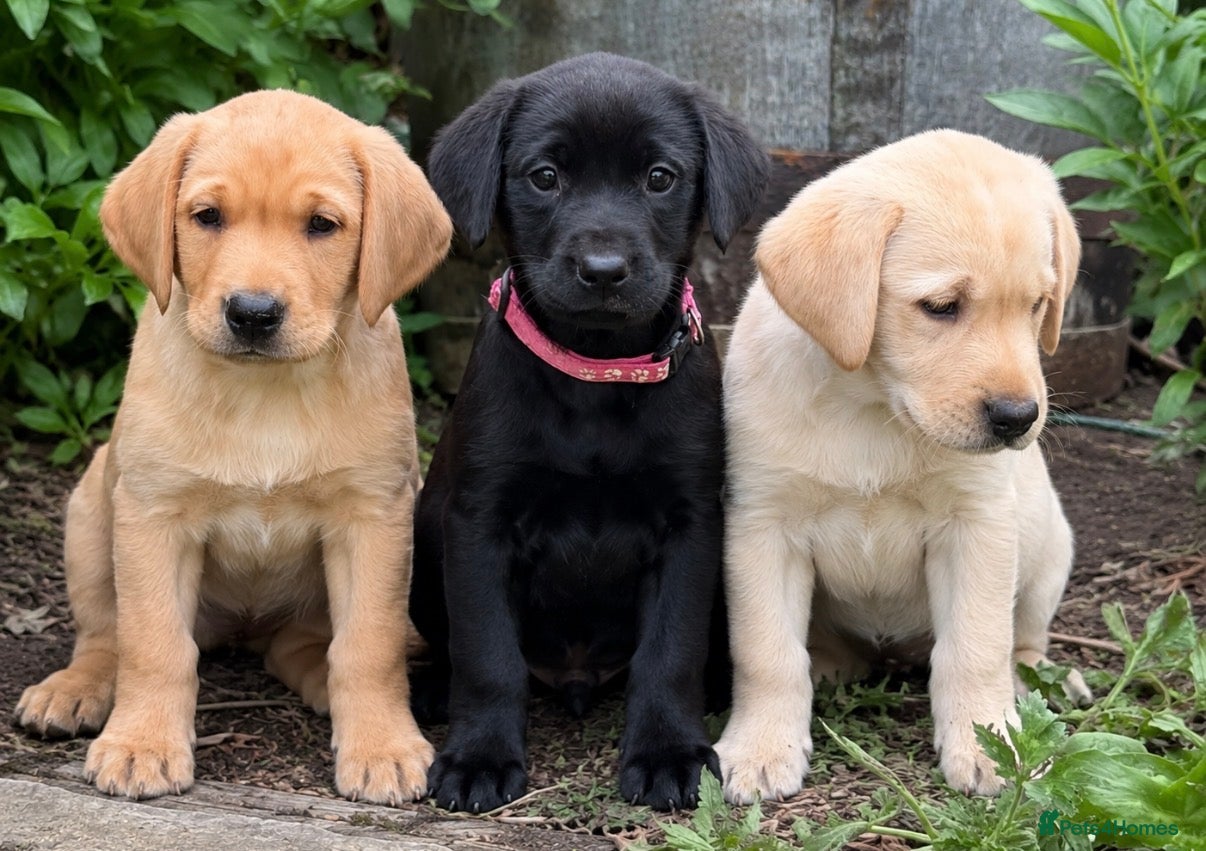 Labrador Retriever dogs Three left. KC Reg Labrador puppies  - Advert 3