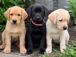 Labrador Retriever dogs Three left. KC Reg Labrador puppies - Advert 3