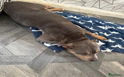 Staffordshire Bull Terrier dogs for sale: Blue tri Staffordshire bull terrier pups for sale  - Image 9