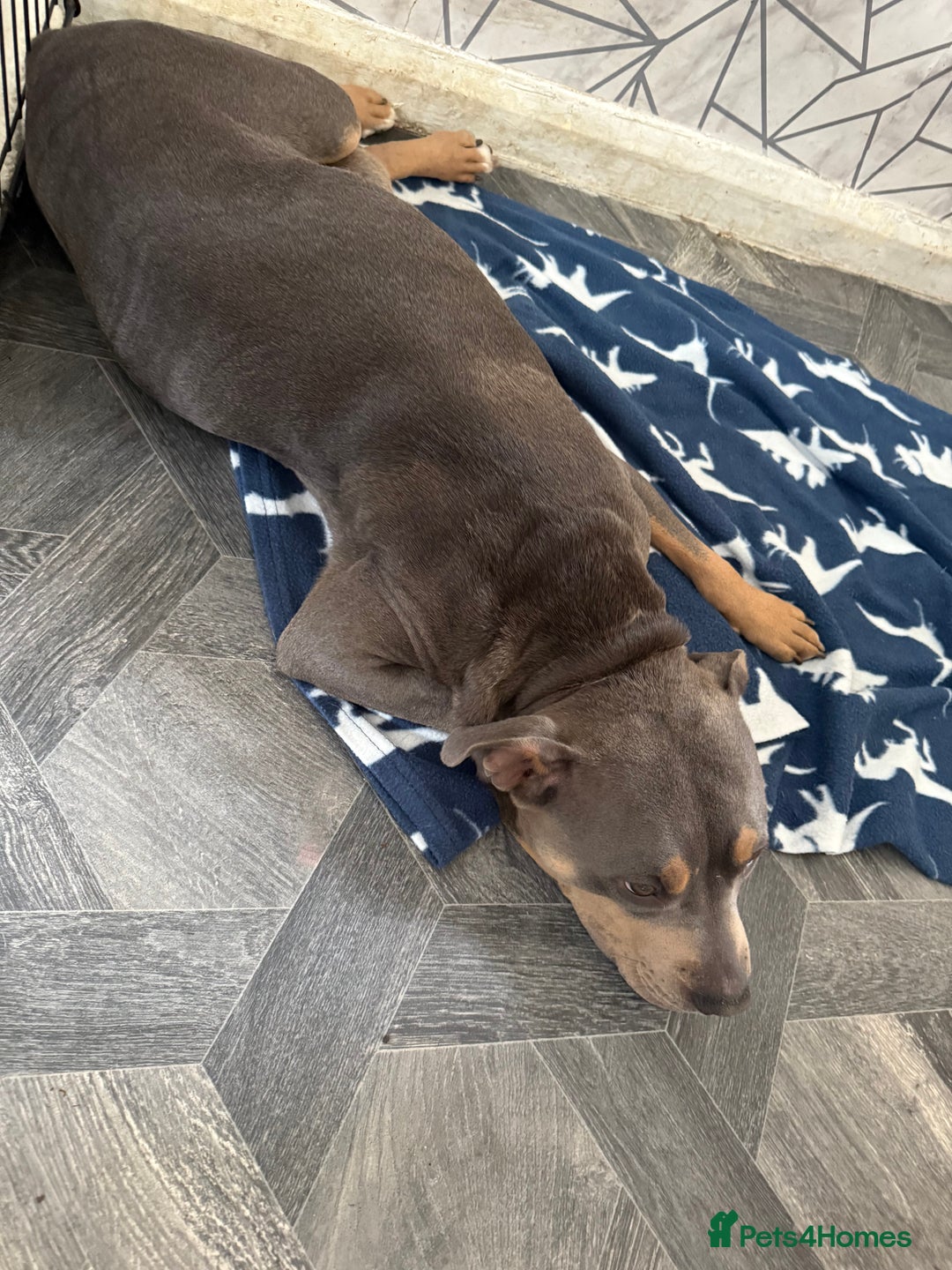 Staffordshire Bull Terrier dogs for sale: Blue tri Staffordshire bull terrier pups for sale  - Image 9