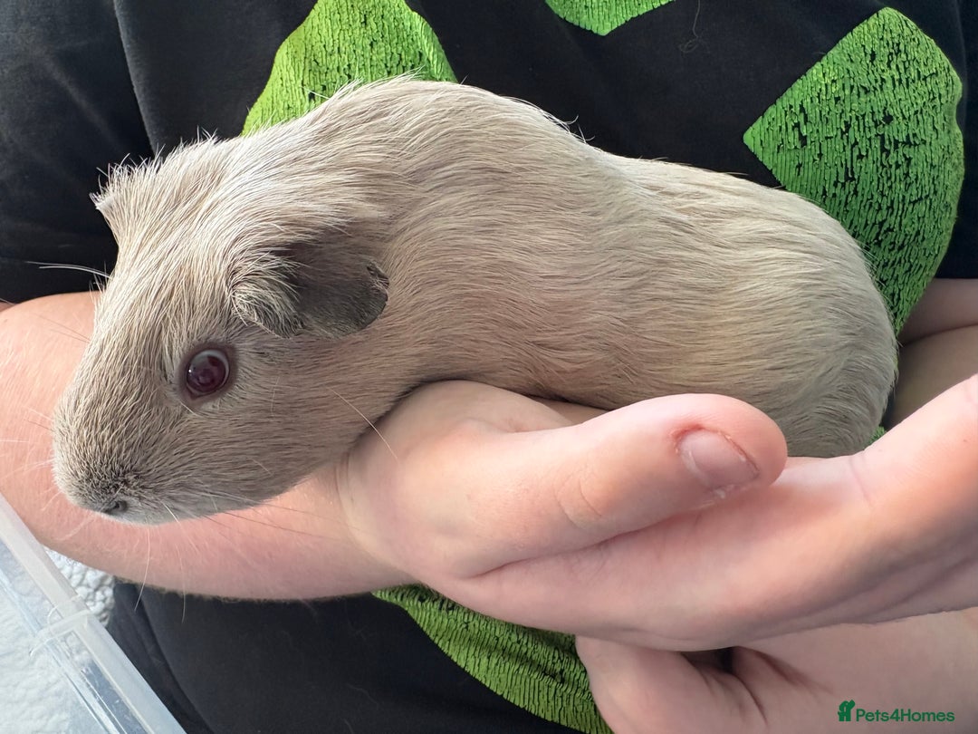 Guinea Pig rodents for sale: Two male Guinea pigs  - Image 5