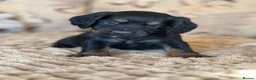 Cocker Spaniel dogs for sale: **MERLE** cocker spaniel puppies READY TO GO!!  - Advert 27