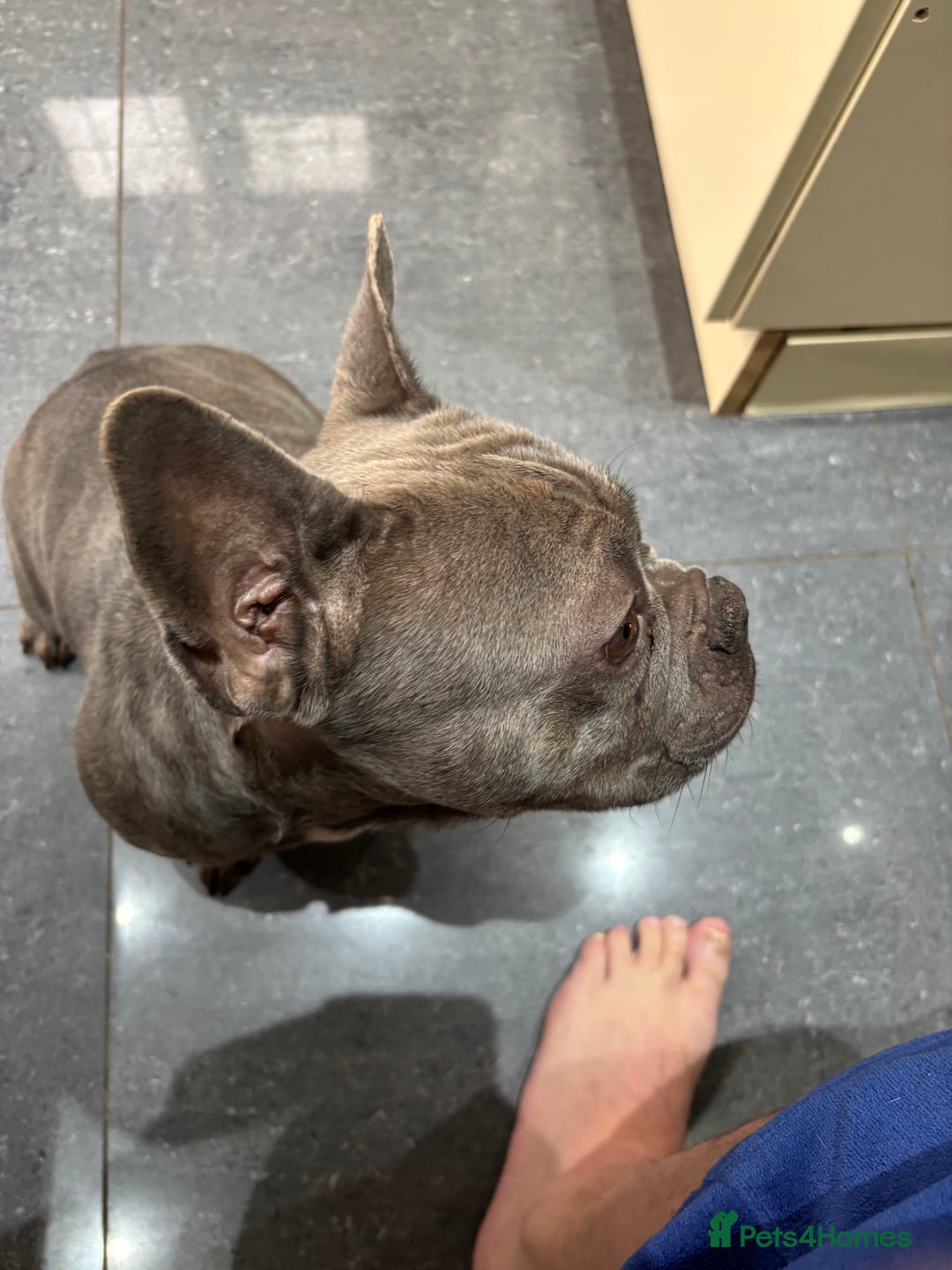 French Bulldog dogs for sale: Frenchie girl 4 years old  - Advert 3