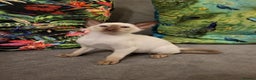 Siamese cats for sale: 2 GCCF Siamese Kittens Available - Advert 4