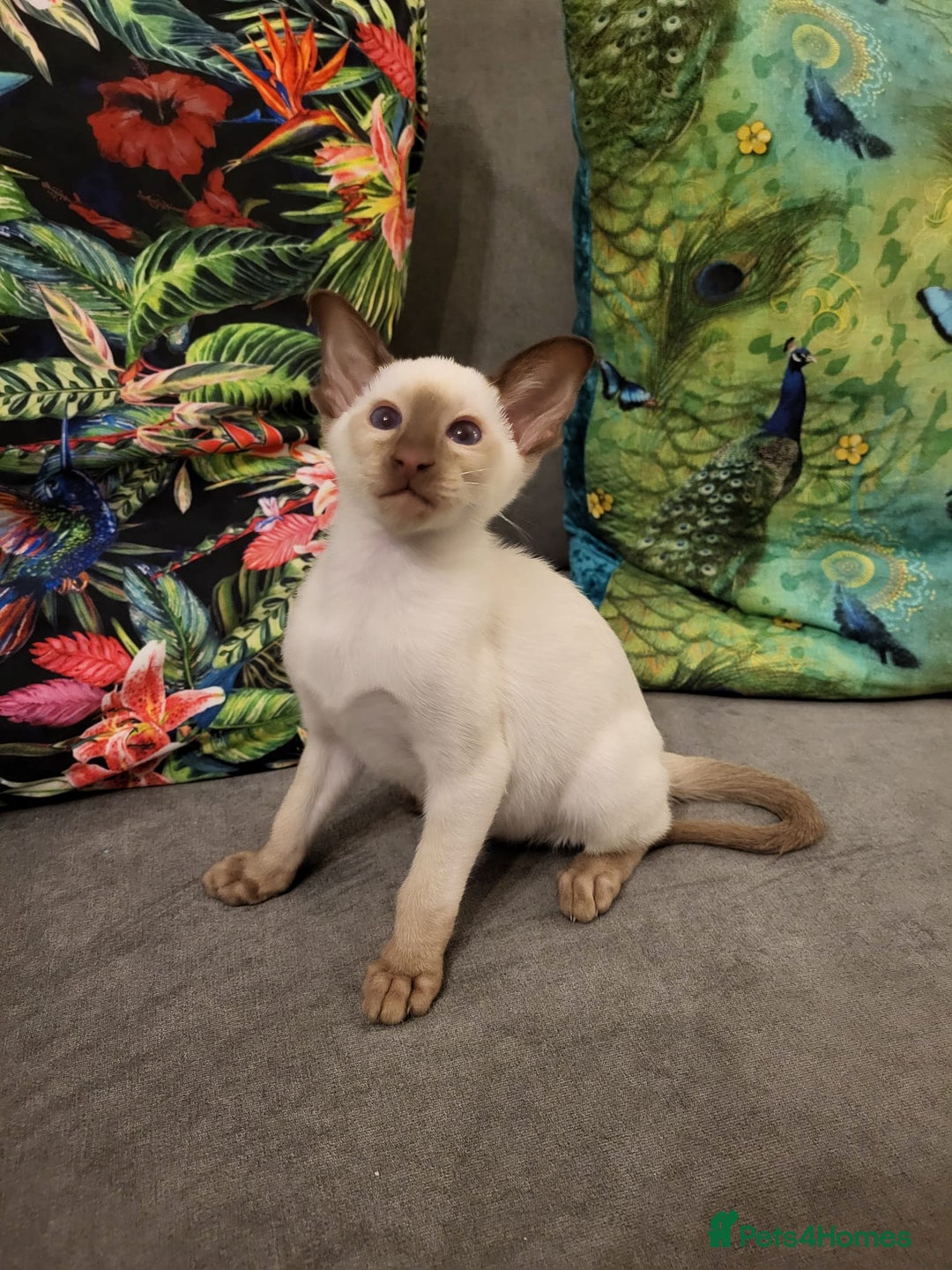 Siamese cats for sale: 2 GCCF Siamese Kittens Available - Advert 4