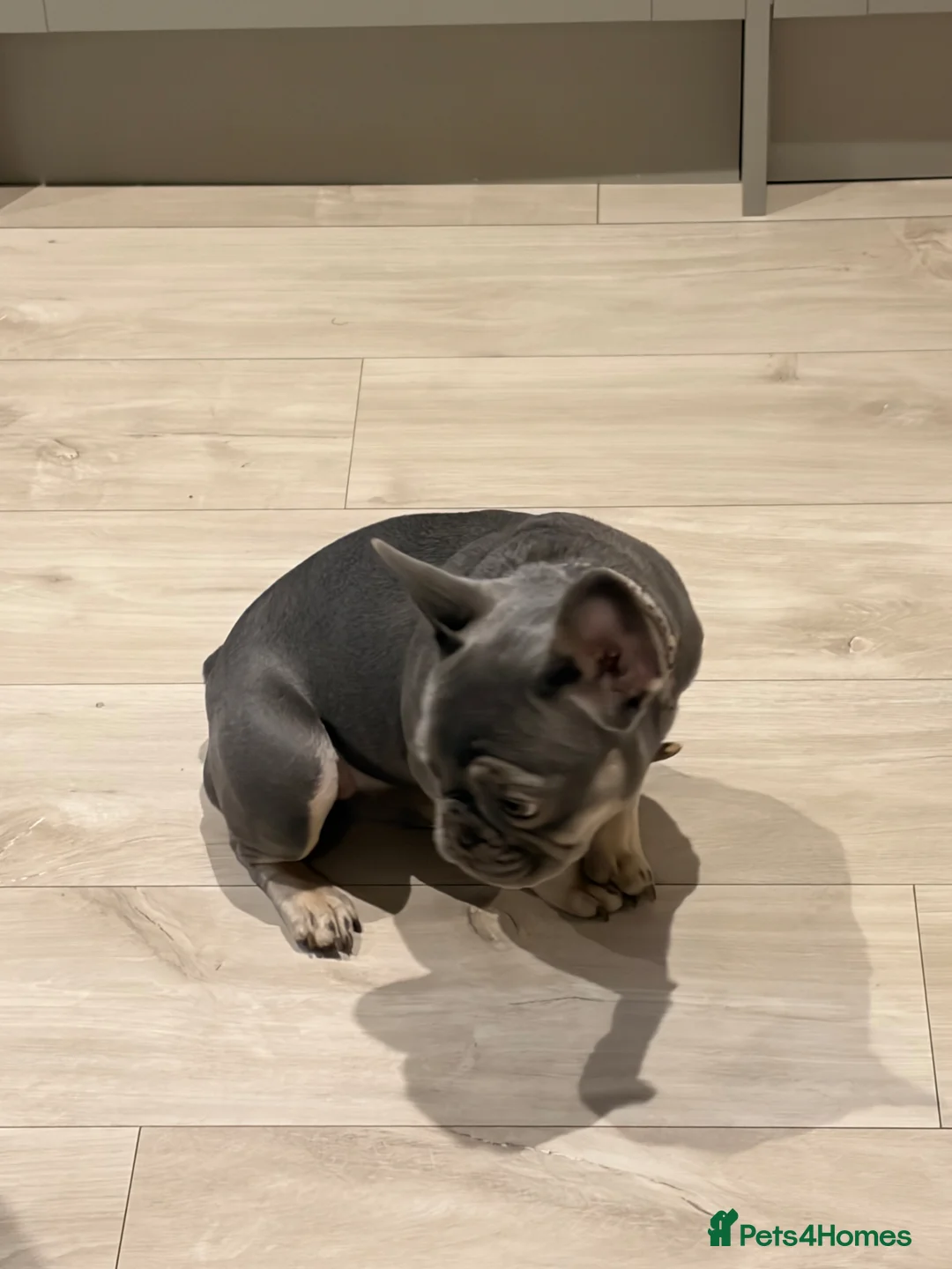 French Bulldog dogs for sale: Beautiful French bulldog DWKC registered  in Rochester - Advert 5