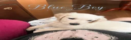 Golden Retriever dogs for sale: Beautiful Home Raised Golden Retriever Puppies - Advert 3