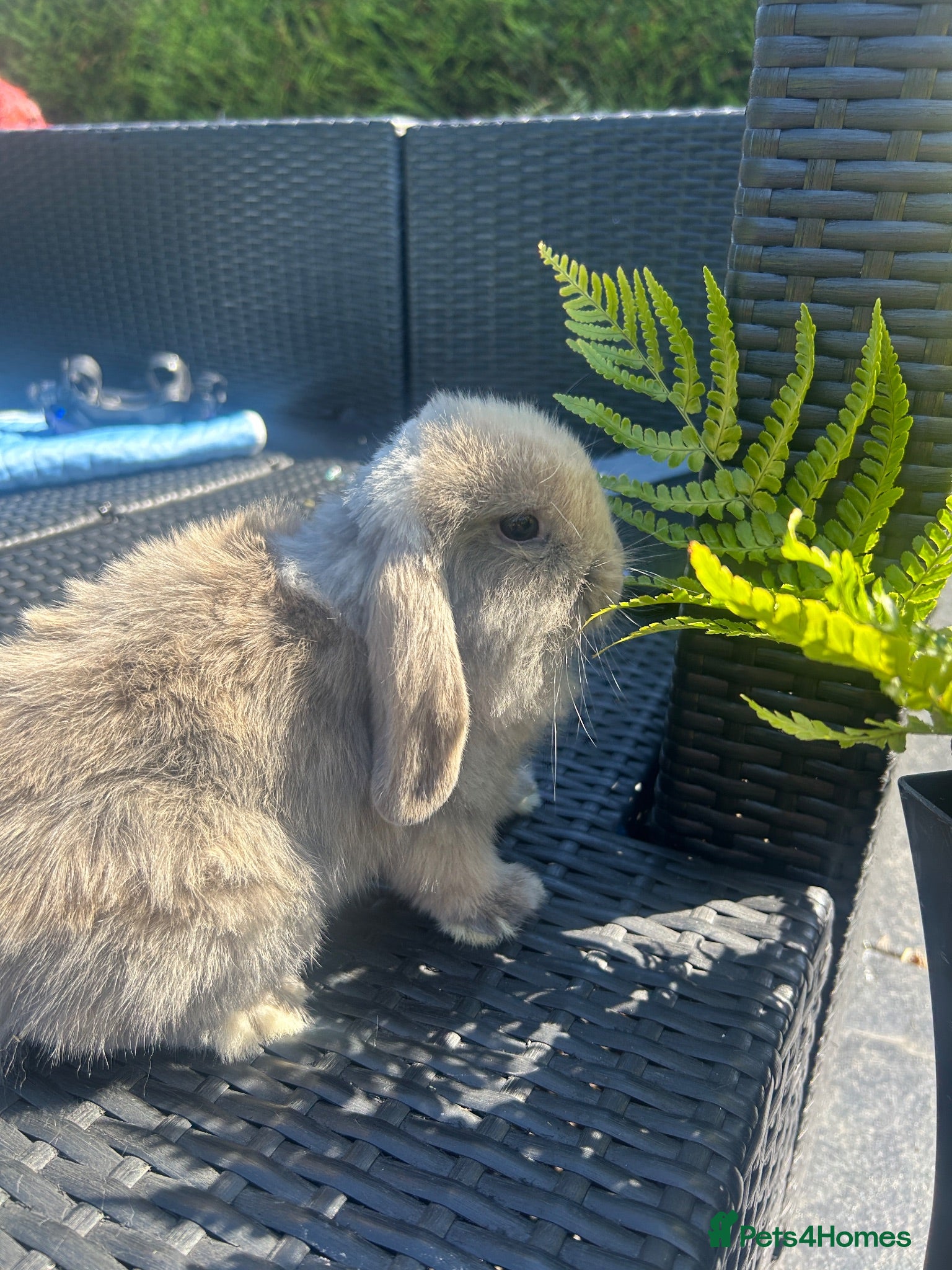 Mini Lop rabbits gorgeous mini lops  £65 - Advert 22
