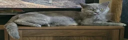 Mixed Breed cats for adoption: Blue female rescue cat Looking for 1st Real Home - Advert 4