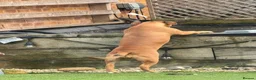 Staffordshire Bull Terrier dogs for sale: Free 9 month puppy looking for new home  in Liverpool - Advert 2
