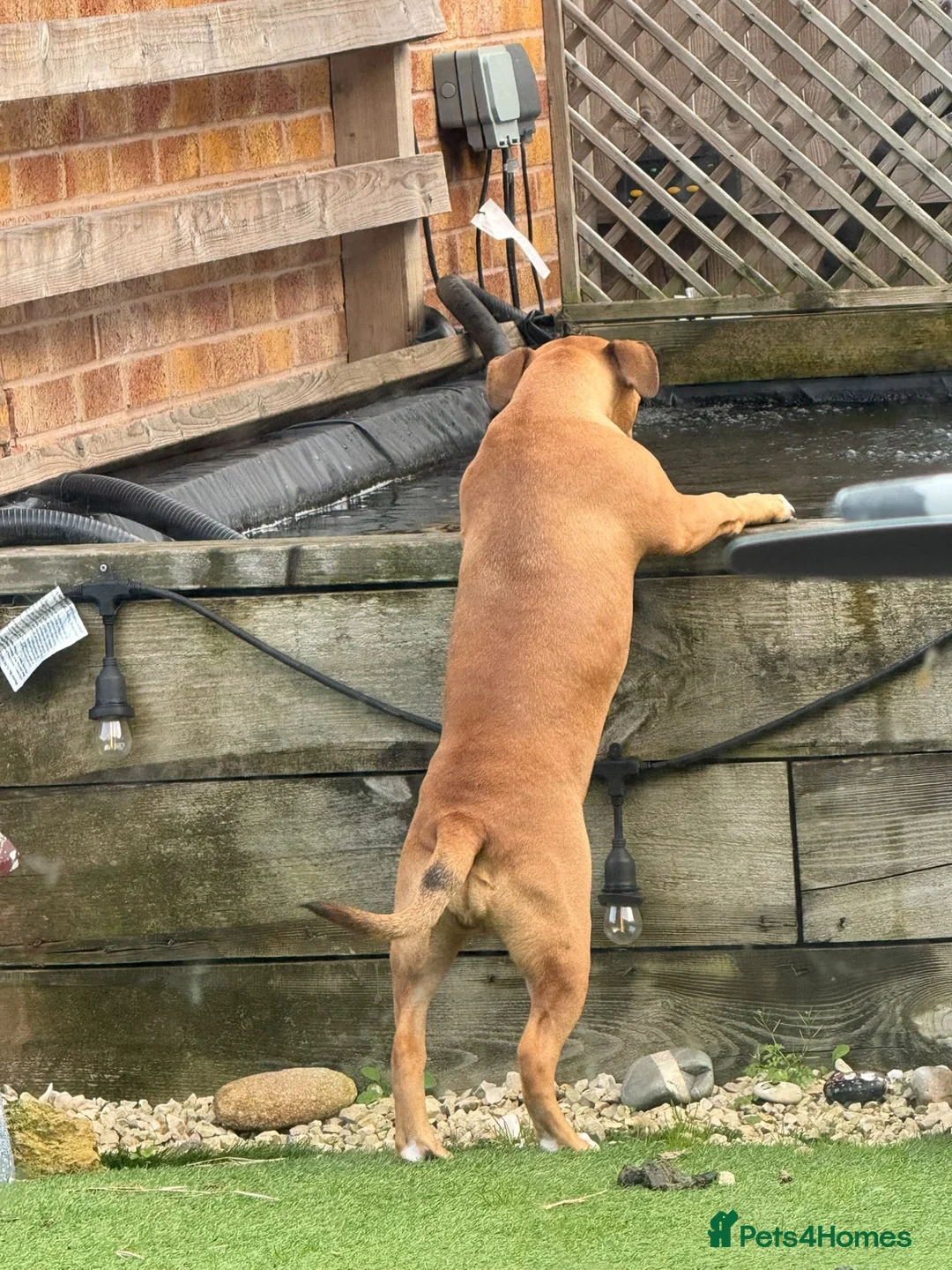 Staffordshire Bull Terrier dogs for sale: Free 9 month puppy looking for new home  in Liverpool - Advert 2