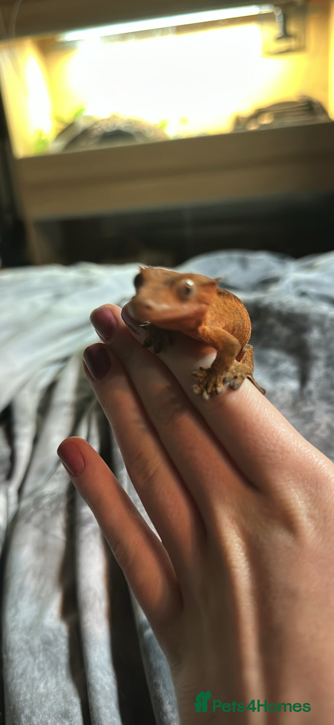 Gecko reptiles for sale: Crested geckos  - Advert 8