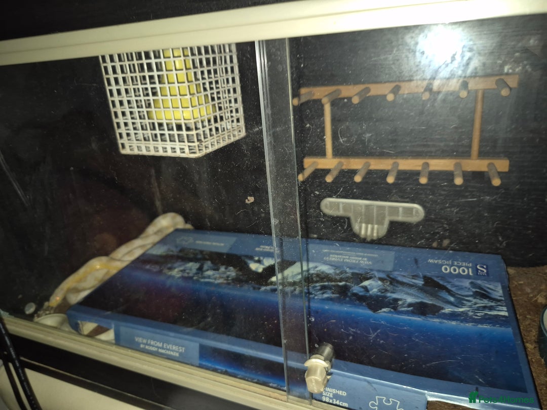 Corn Snake reptiles for sale: Cornsnakes and Mexican black king snake for sale  - Image 1