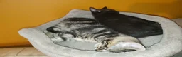Mixed Breed cats for sale: 3 beautiful kittens - Advert 4