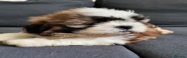Shih Tzu 7