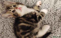 Mixed Breed cats for sale: Marble Bengal cross  - Image 4