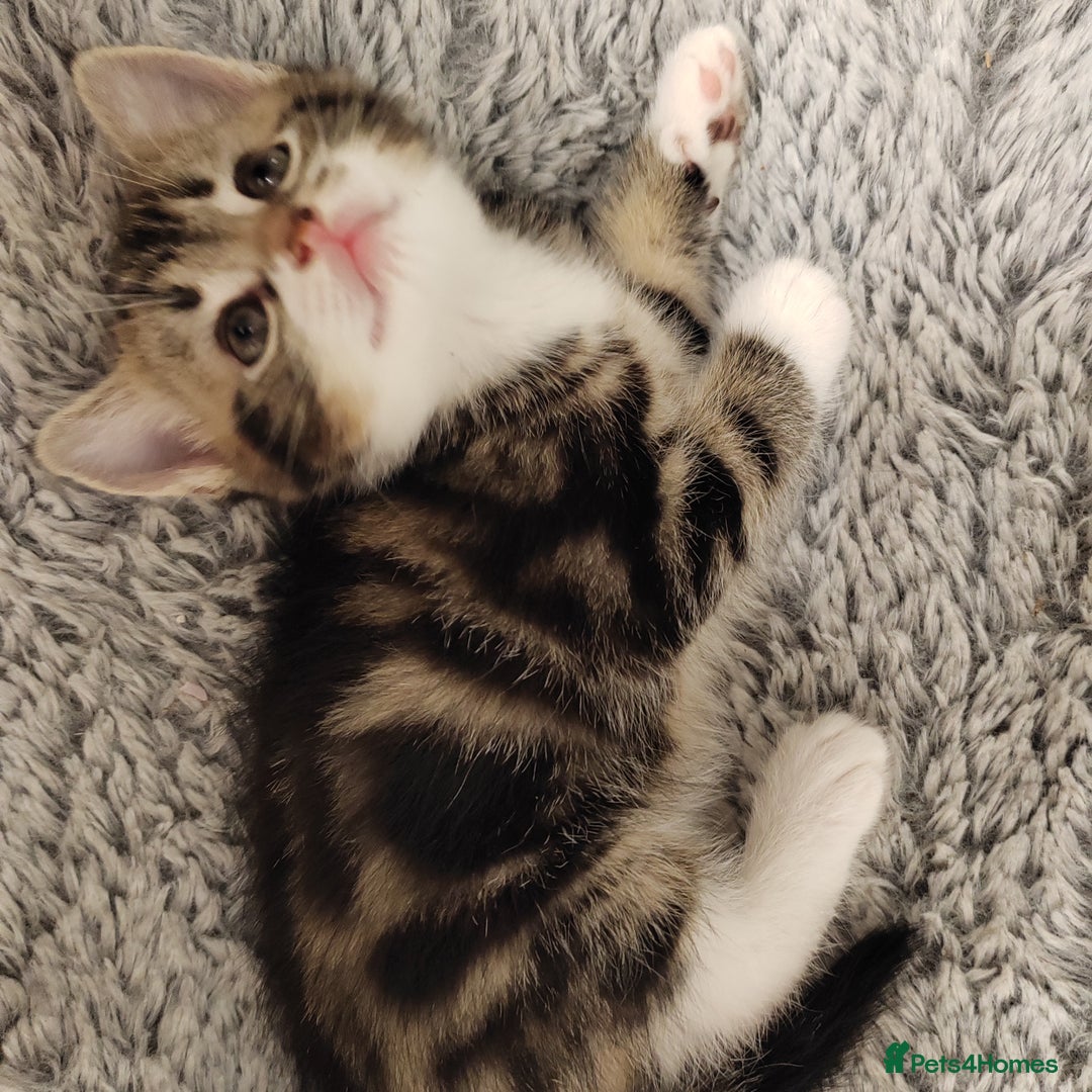 Mixed Breed cats for sale: Marble Bengal cross  - Image 4