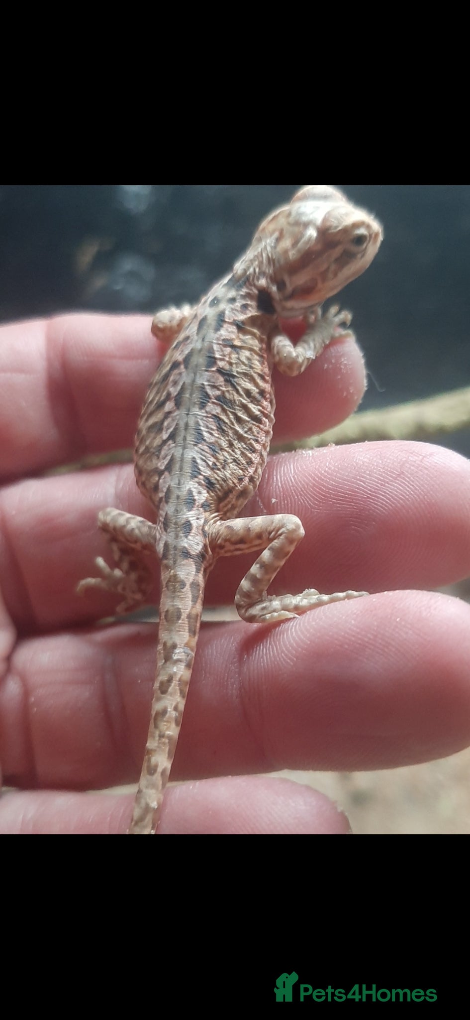 Bearded Dragon reptiles for sale: Beautiful Baby Bearded Dragons For Sale - Advert 5