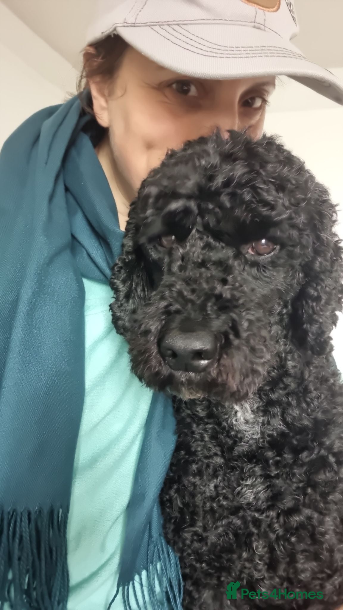Miniature Poodle dogs 5 yr old KC registered black miniature poodle stud - Advert 2