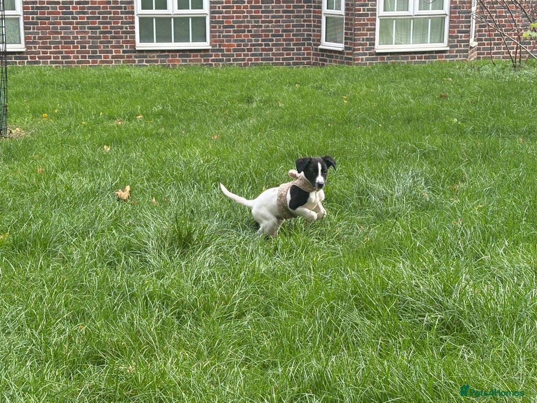 Mixed Breed dogs for sale: Puppy for sale  - Advert 3