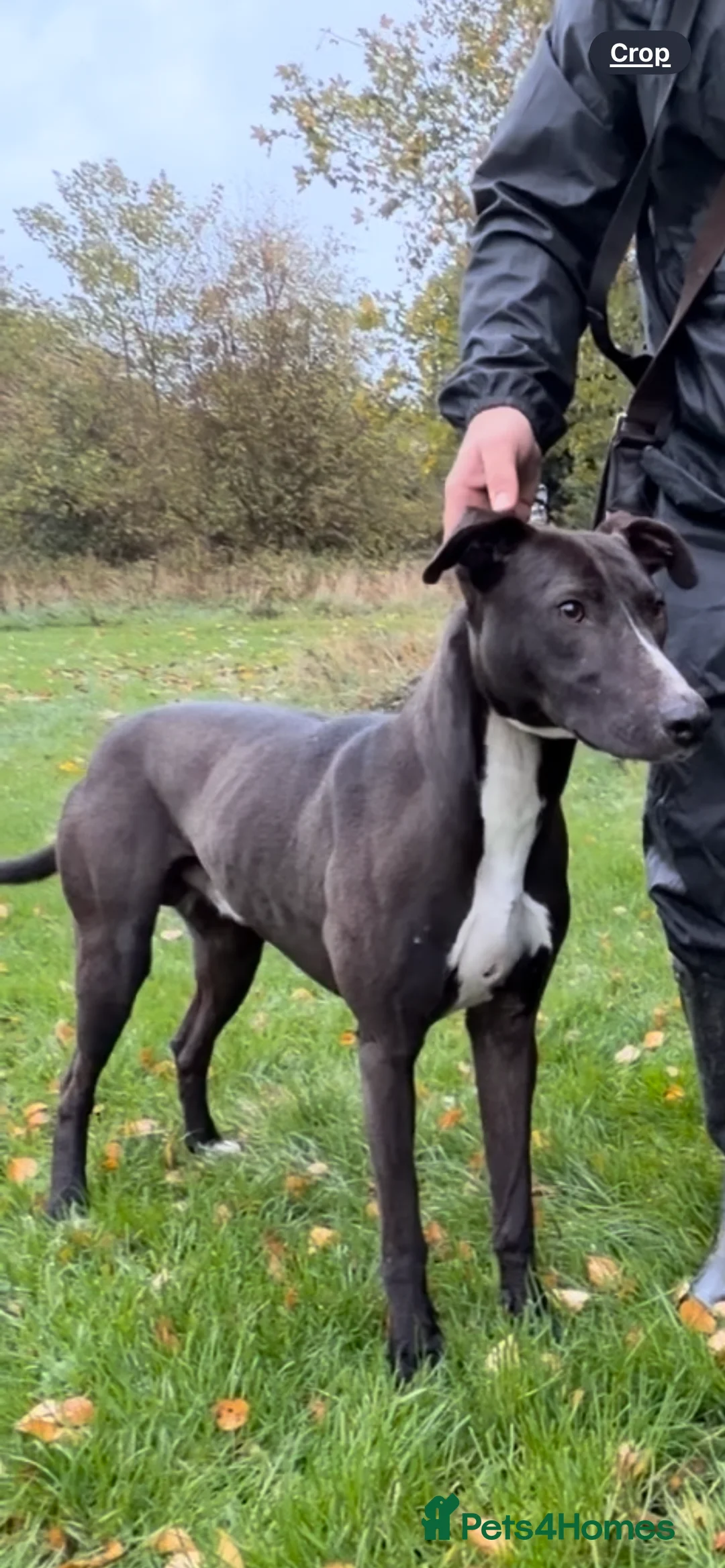 Mixed Breed dogs for sale: 🔥 Whippet Bull Wheaten Greyhound Puppies 🔥 - Advert 12