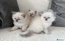 Ragdoll cats for sale: Stunning Bluepoint Ragdoll Kittens for sale - Image 4
