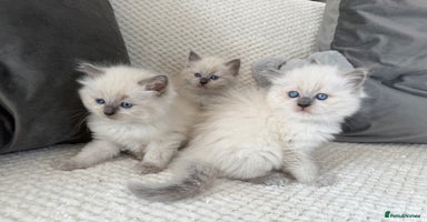 Ragdoll cats - Advert 11