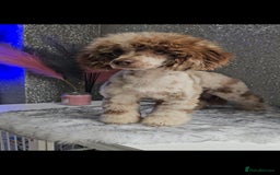 Miniature Poodle dogs for stud: Chocolate merle miniature poodle stud - Image 1