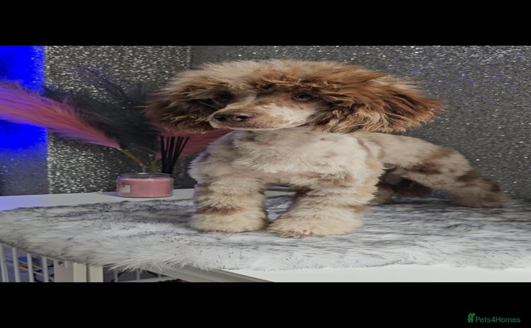 Miniature Poodle dogs - Advert 2