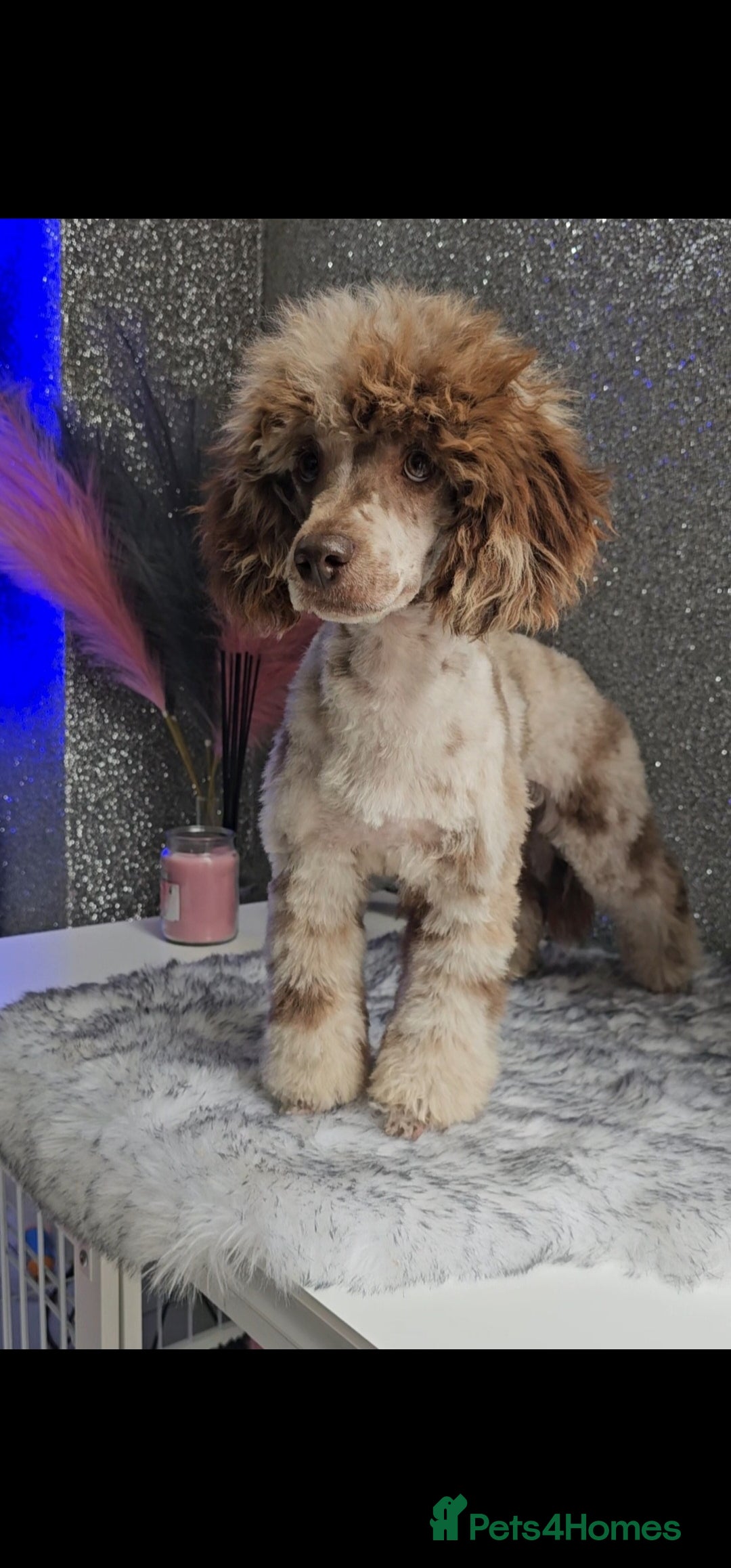 Miniature Poodle dogs for stud: Chocolate merle miniature poodle stud - Image 1