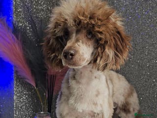 Miniature Poodle dogs Chocolate merle miniature poodle stud - Advert 21