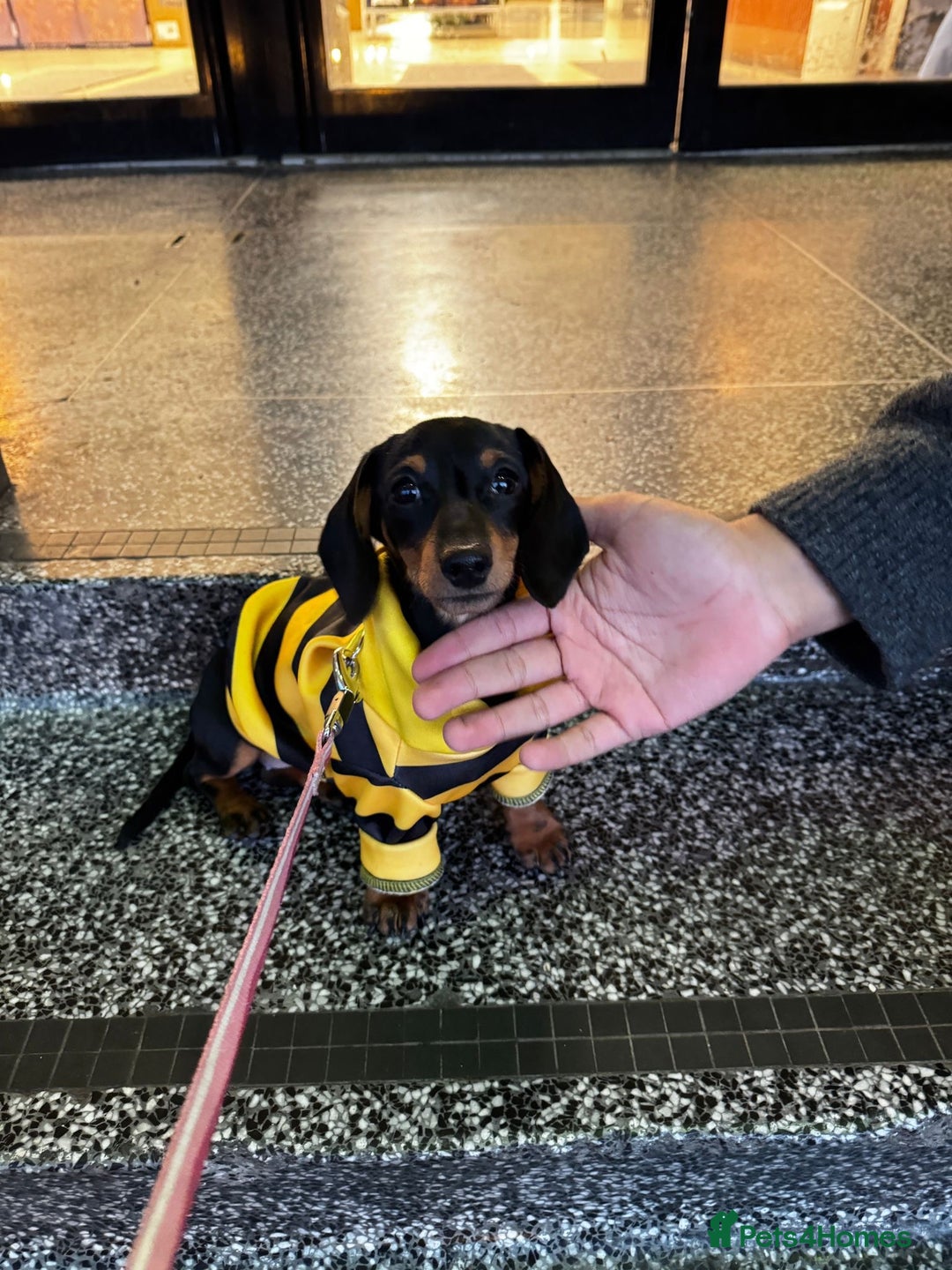 Miniature Dachshund dogs for sale: Miniature daschund dog  - Advert 2