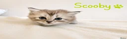 Persian cats for sale: Absolutely beautiful Persian/ragdoll Kittens - Advert 26