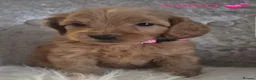 Cavapoo dogs for sale: F1B CAVAPOO PUPPIES EXTENSIVELY DNA HEALTH TESTED  - Advert 4