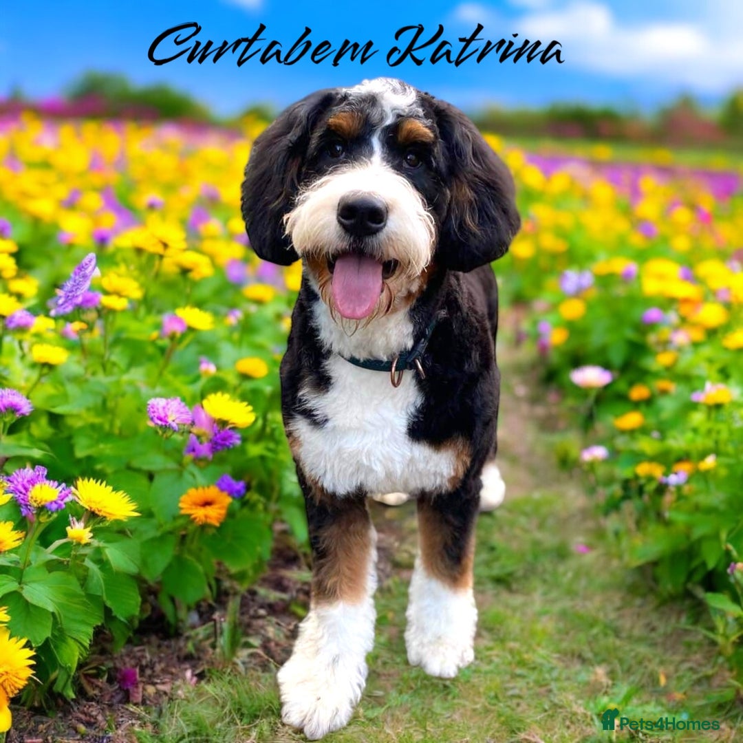 Bernedoodle dogs for sale: Curtabemdoodles Bernedoodles  - Image 40