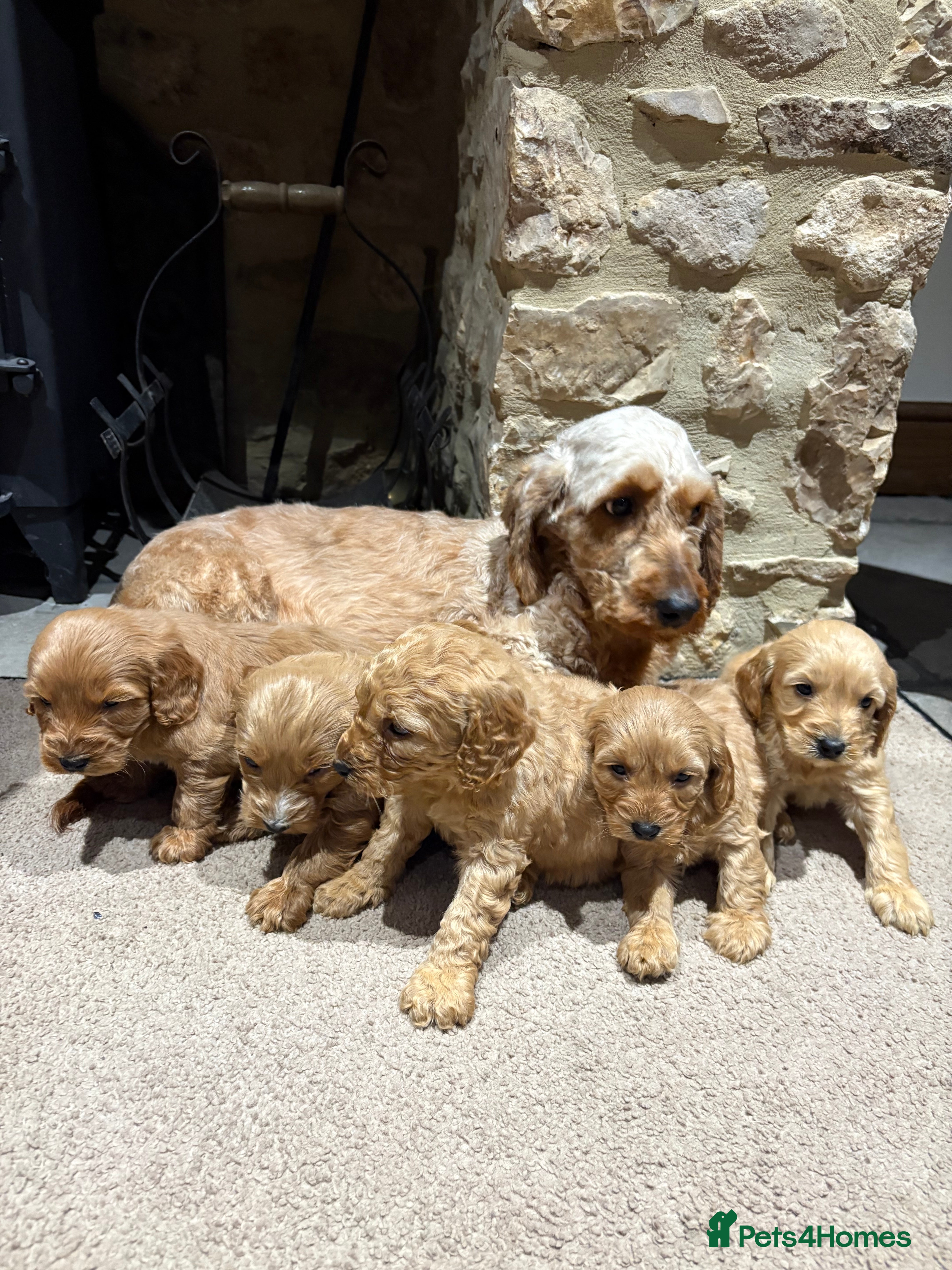 Cockapoo dogs Cockapoo show type pups, PRIZEWINNING LINES  - Advert 2