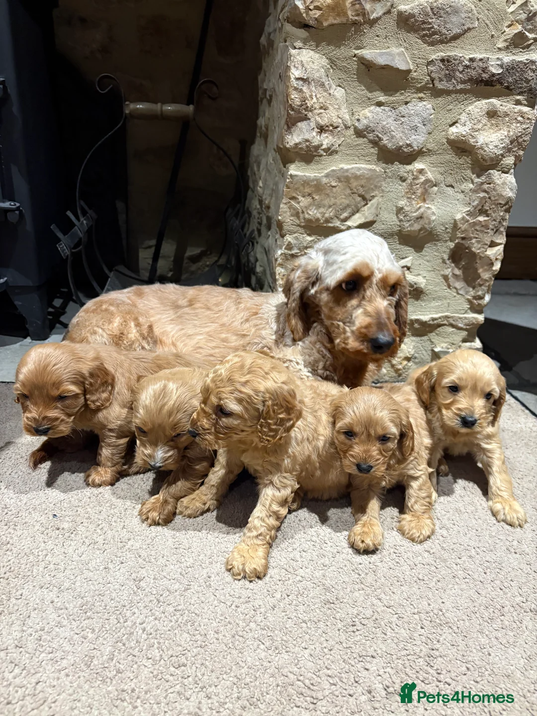 Cockapoo dogs for sale: Cockapoo show type pups, PRIZEWINNING LINES  - Advert 2