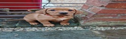 Labrador Retriever dogs for sale: Fox Red Labrador Puppies, last two boys - Advert 7