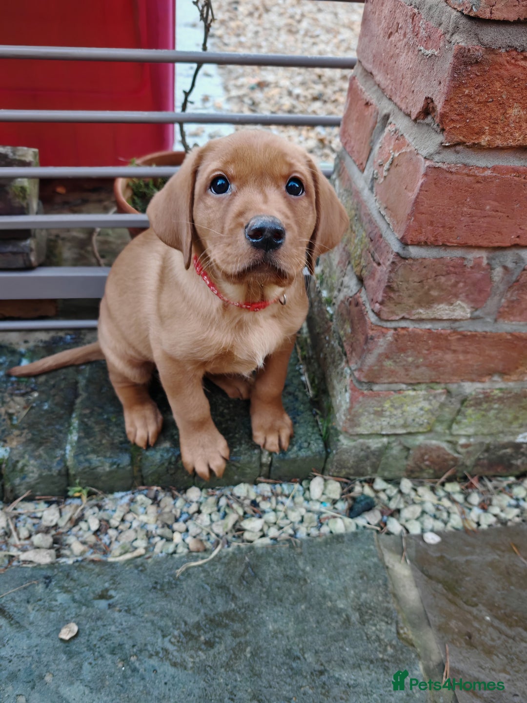 Labrador Retriever dogs for sale: Fox Red Labrador Puppies, last two boys - Advert 7