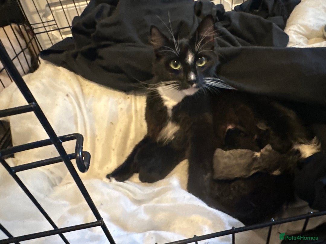 Mixed Breed cats for sale: Mixed breed, mum is ragdol cross  - Image 1