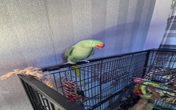 Parrots birds for sale: Alexandrine parrot  - Image 4