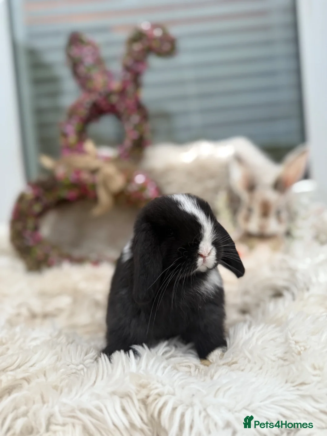 Mini Lop rabbits for sale: Mini lop bunnies for sale  in Wooler - Advert 1