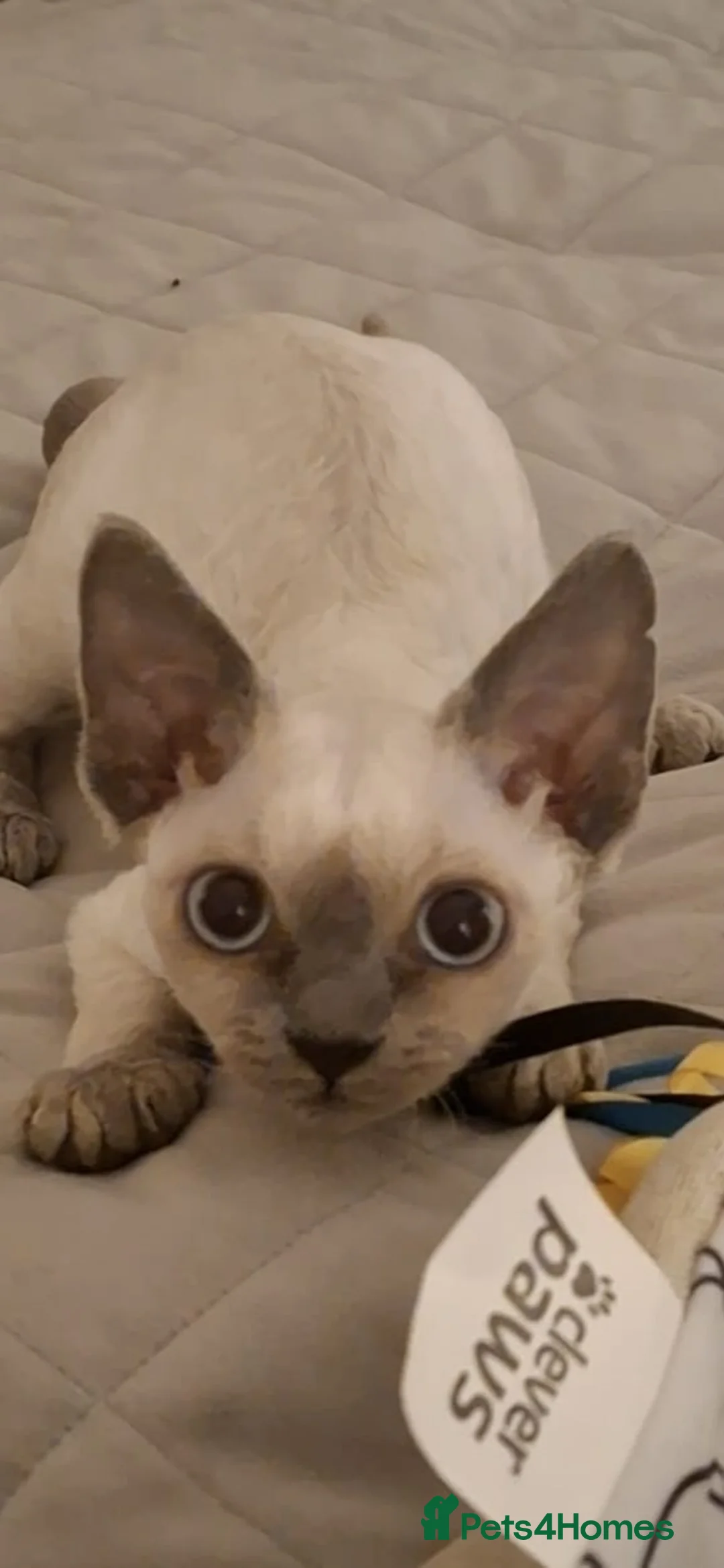 Devon Rex cats for sale: Devon Rex girl, very cuddly🌸 - Advert 4