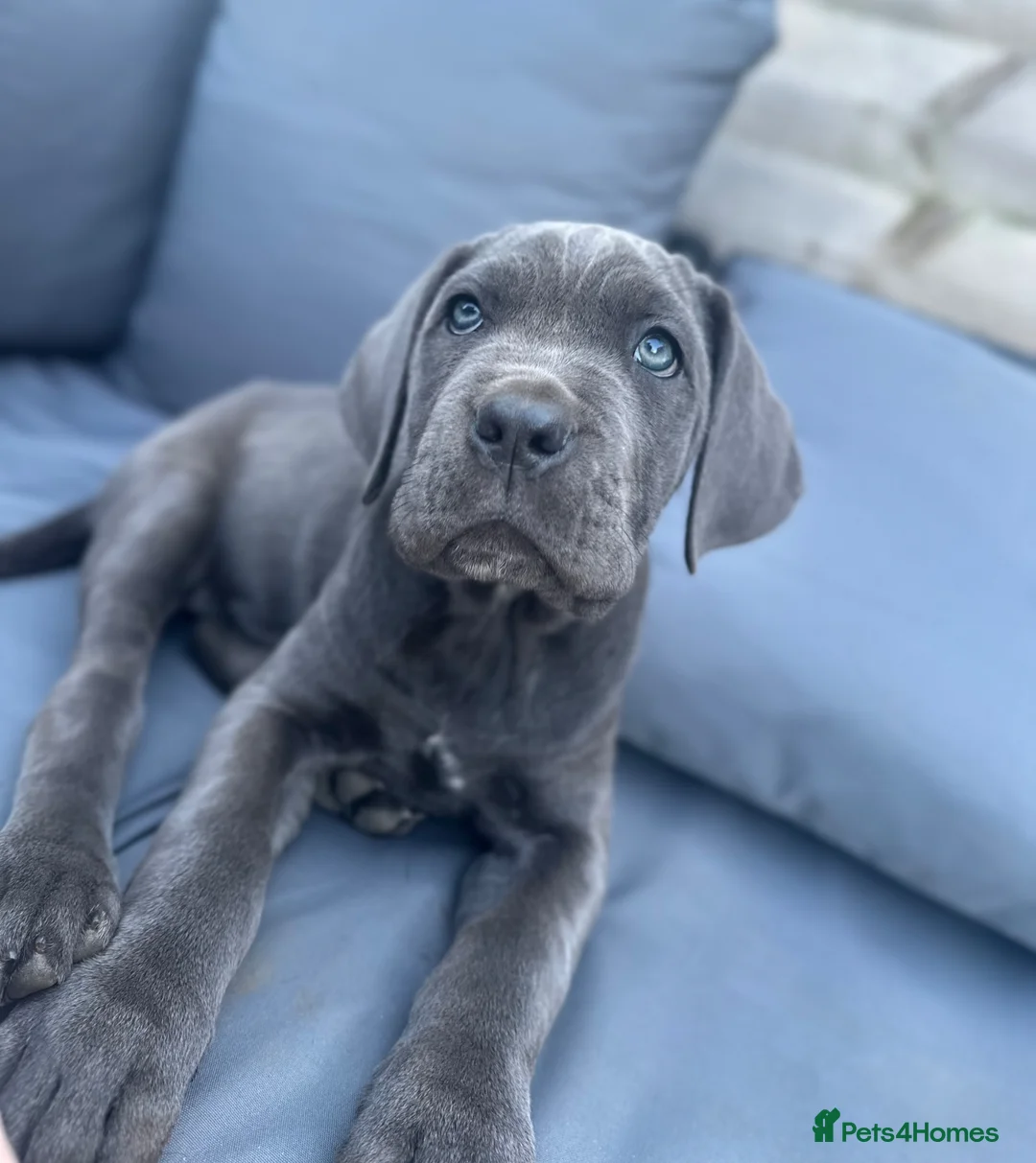 Cane Corso dogs for sale: Ready now last female cane corso  - Advert 1