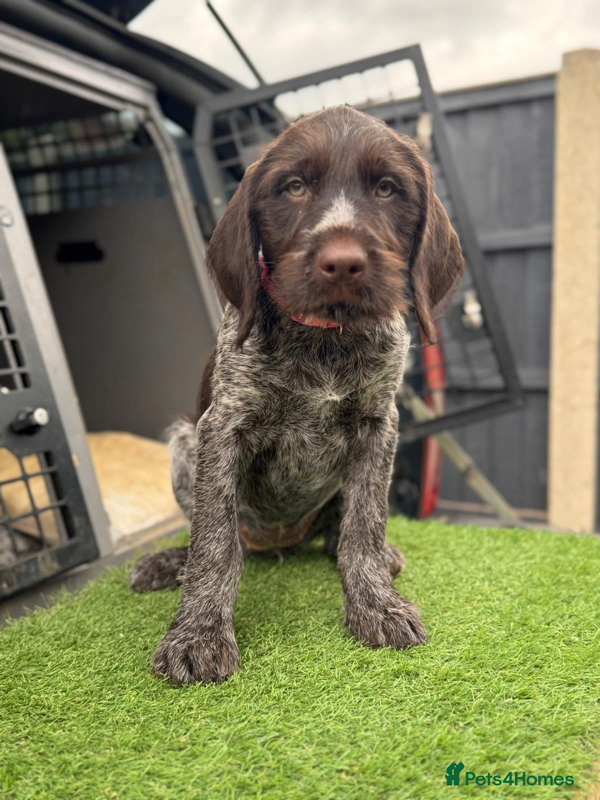 German Wirehaired Pointer dogs FEMALE REMAINING 🤍 KC REG GWP’s.  - Advert 11