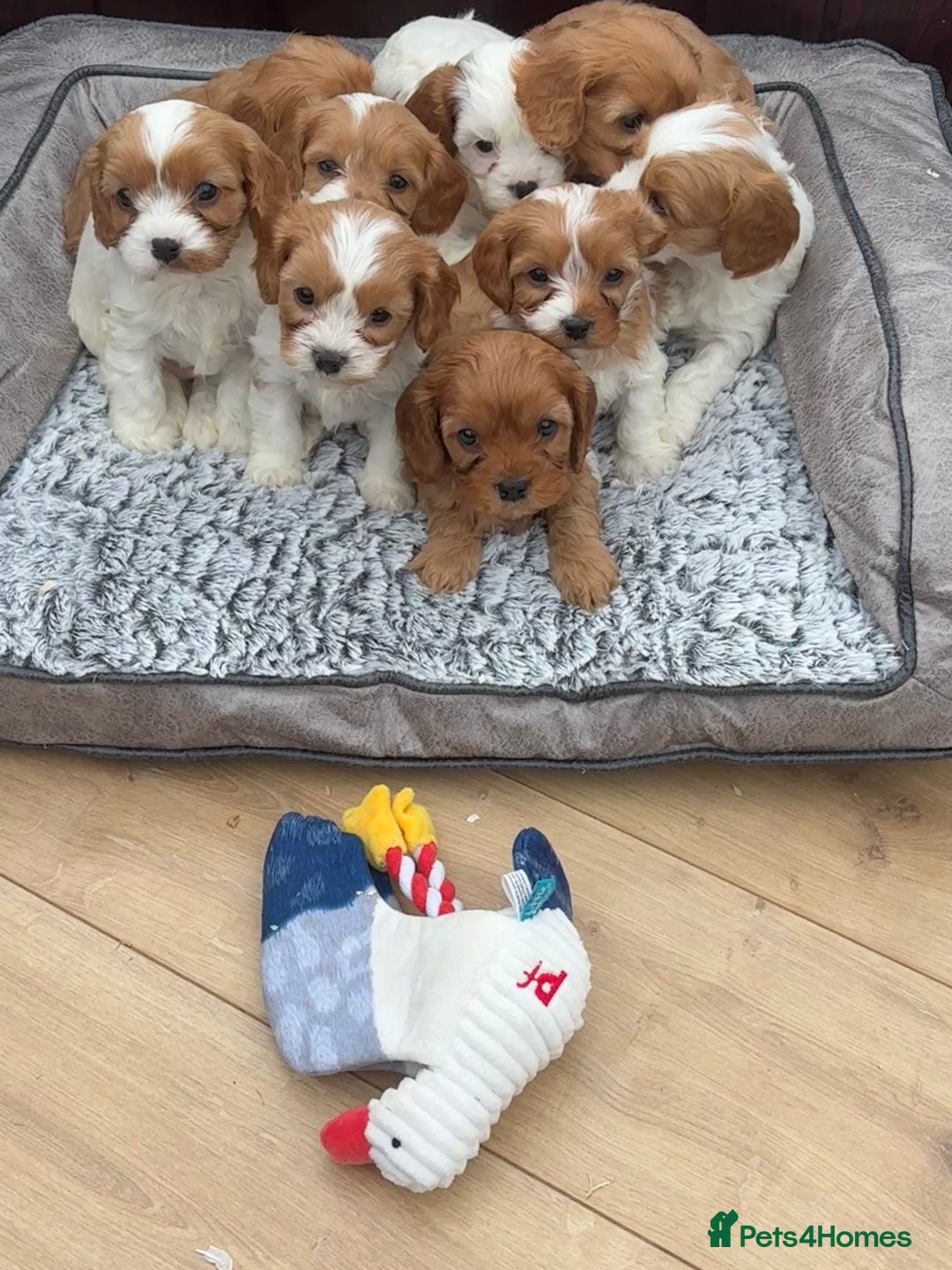 Cavapoochon dogs for sale: Stunning Litter of DNA tested Cavapoochon pups - Advert 6