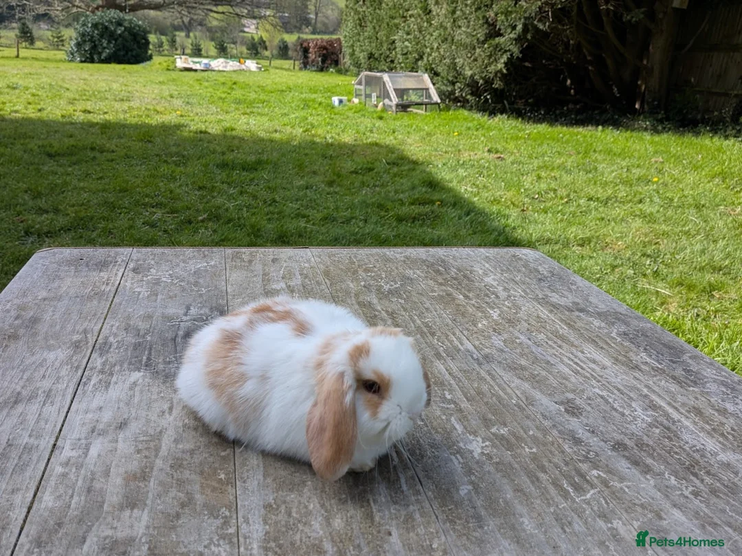 Mini Lop rabbits for sale: Mini lops Robertsbridge - Advert 4