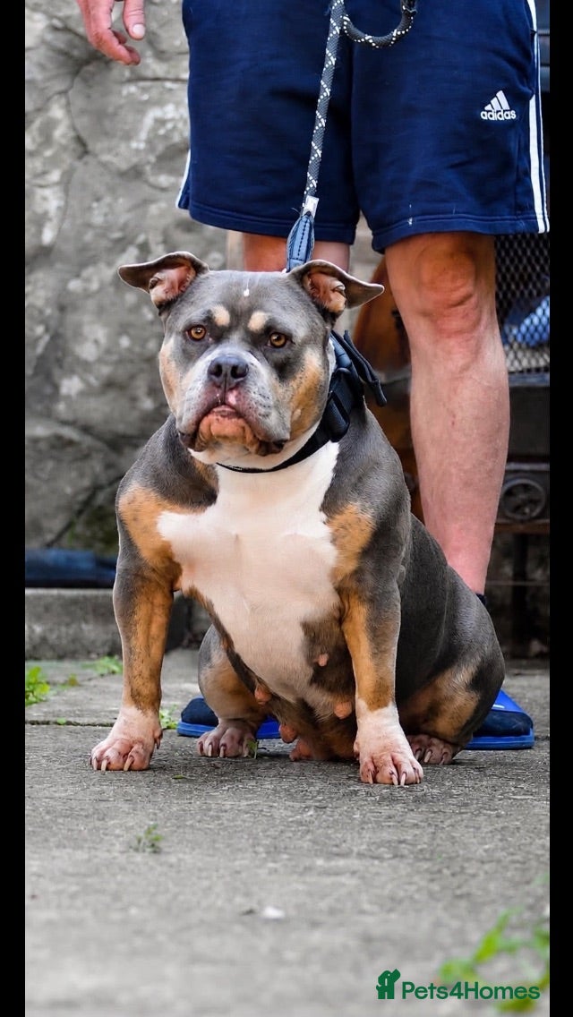 American Bully dogs ABKC champion Pocket bully - Advert 1